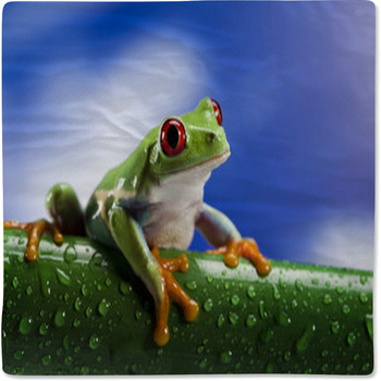 Tree Frog	 Baby Blanket