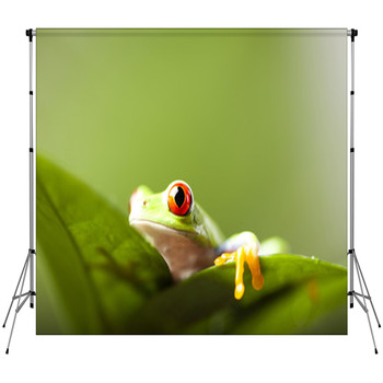 Tree Frog Fleece Backdrop