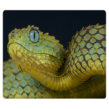 Tree Viper / Atheris Squamigera Bath Mat