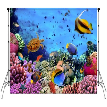 Tropical Fish Backdrops