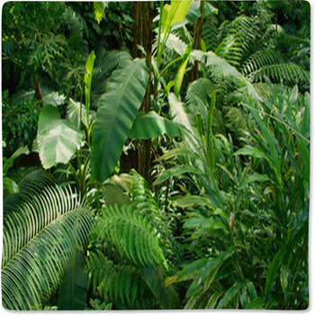 Tropical Jungle Baby Blanket