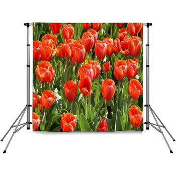 Tulpenbeet Pole Pocket Backdrop