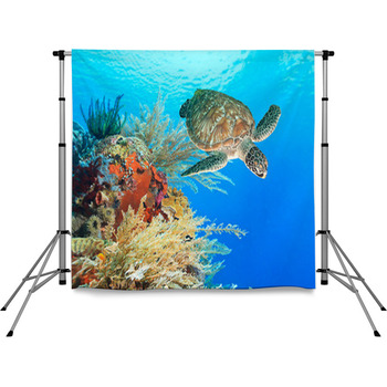 Turtle And Coral Pole Pocket Backdrop