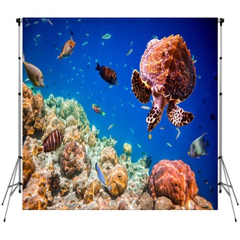 Turtle Backdrops