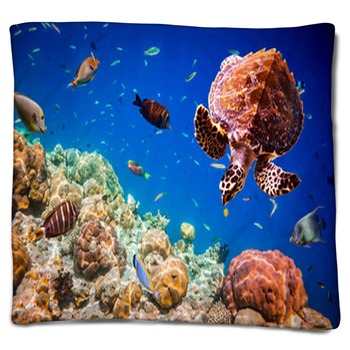 Turtle Blankets