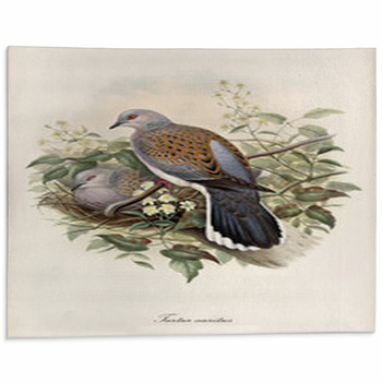 Turtledove Posing On A Branch While Its Partner  Area Rug