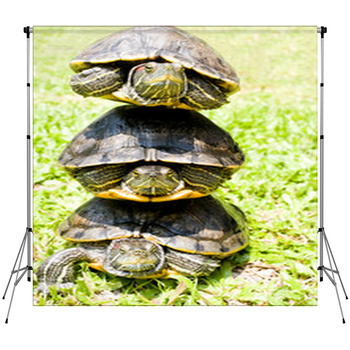 Turtles Custom Size Backdrop