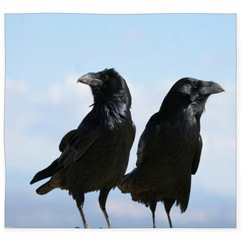 Two Common Ravens In Bryce Canyon Custom Size Floor Mat
