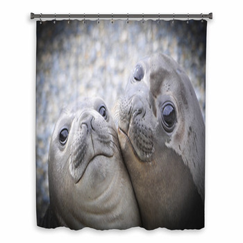 Two Elephant Seals Custom Size Shower Curtain