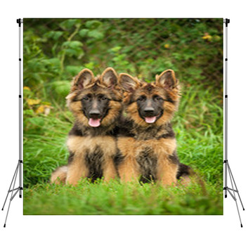 Two German Shepherd Puppies Custom Size Backdrop