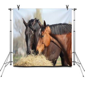 Two Horses Eating Hay Fleece Backdrop