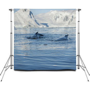 Two Humpback Whale. Custom Size Backdrop