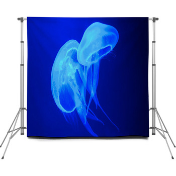 Two Jellyfish On A Blue Background Custom Size Backdrop