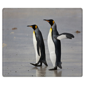 Two King Penguins On The Beach Area Rug