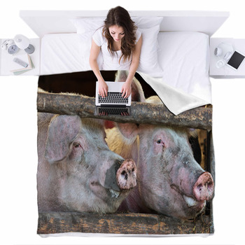 Two Large Fully Grown Male Pigs In A  Fleece Bed Blanket