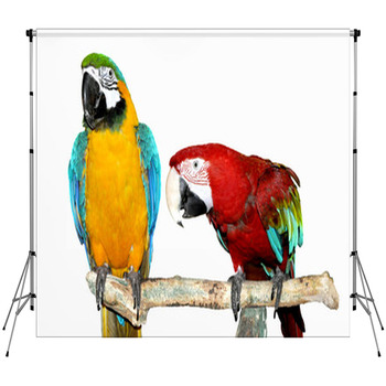 Two Parrots Custom Size Backdrop