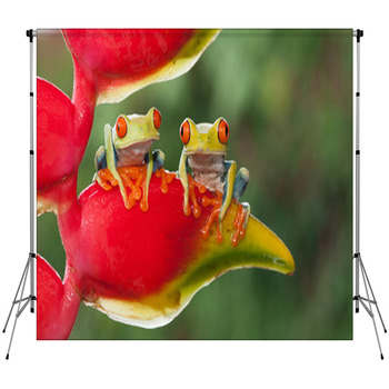 Two Red-eyed Tree Frogs Sitting On  Custom Size Backdrop