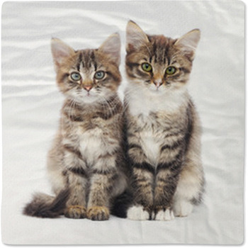 Two Small Kittens Baby Blanket