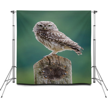 UK Wild Little Owl Custom Size Backdrop