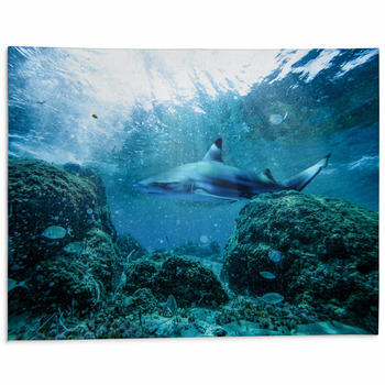 Underwater Ocean Background With A Shark Area Rug