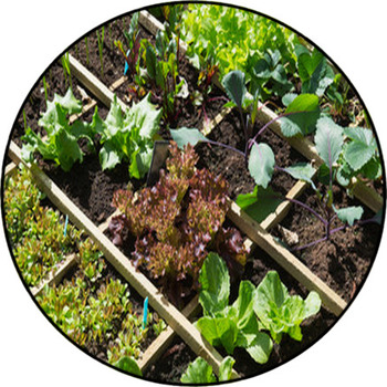 Vegetable Garden Round Rug