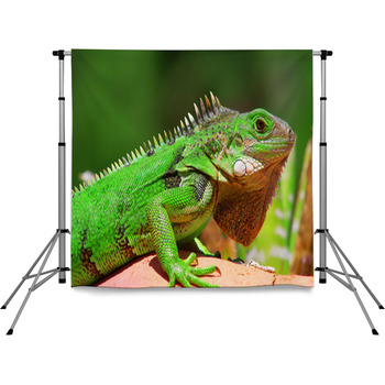 Verde Hoja Pole Pocket Backdrop