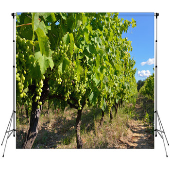 Vineyard Fleece Backdrop