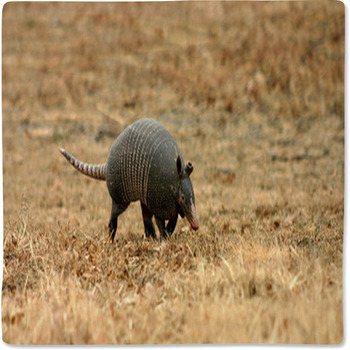Walking Armadillo Baby Blanket