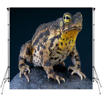 Warty Toad / Bufo Granulosa Custom Size Backdrop