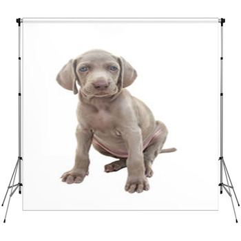 Weimaraner Puppy 01 Custom Size Backdrop