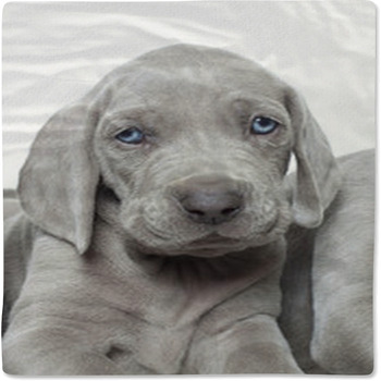 Weimaraner Puppy Baby Blanket