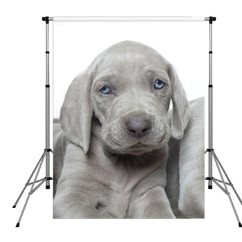 Weimaraner Puppy Pole Pocket Backdrop