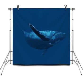 Whale 1 Fleece Backdrop
