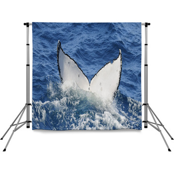 Whale Dive Pole Pocket Backdrop