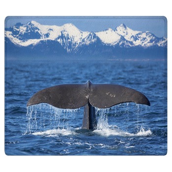 Whale Rugs