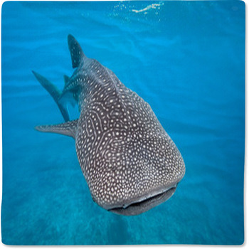 Shark Baby Blankets, Toddler Bedding | Personalized