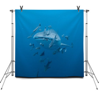 Whale Shark  - Rhincodon Typus Fleece Backdrop