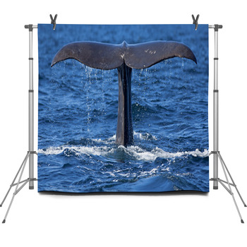 Whale Tail Fleece Backdrop