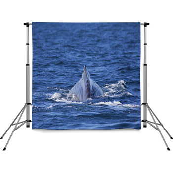 Whale Tail Pole Pocket Backdrop