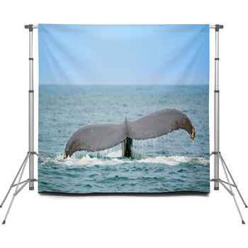 Whale Watching Custom Size Backdrop