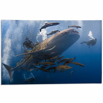 Whaleshark And Scuba Divers Underwater Area Rug