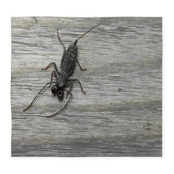 Whip Scorpion On Wooden Floor Custom Size Floor Mat