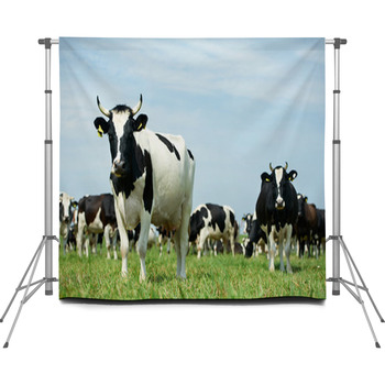 White Black Milch Cow On Green Custom Size Backdrop