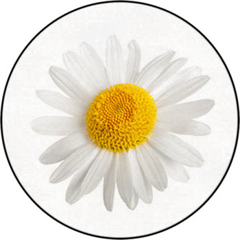 White Daisy Round Rug