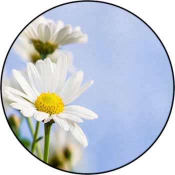 White Daisy Round Rug