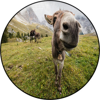 Wide Angle Picture Of Donkey In Dolomites Round Rug