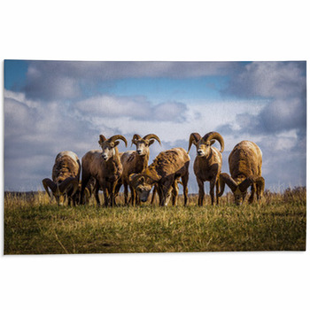 Sheep Area Rugs & Floor Mats
