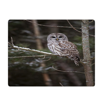 Winter Watcher Bath Mat