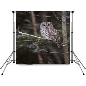 Winter Watcher Pole Pocket Backdrop