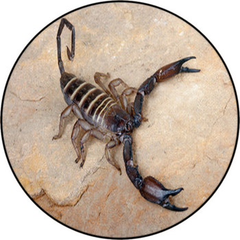Yellow Banded Flat Rock Scorpion. Round Rug